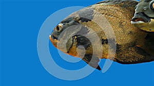 Amazon Tropical Fish - Tiger Oscar, Blue Background