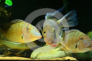 Amazon tropical fish photo