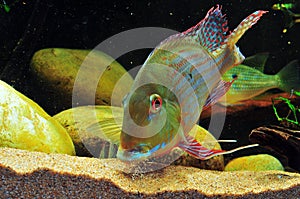 Amazon tropical fish photo