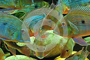 Amazon tropical fish photo