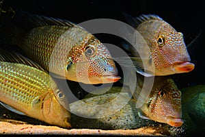 Amazon tropical fish which are spitting sand photo