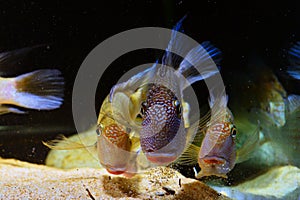 Amazon tropical fish photo