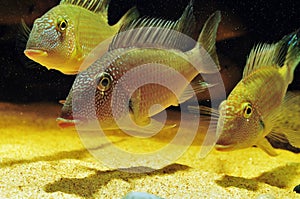 Amazon tropical fish photo