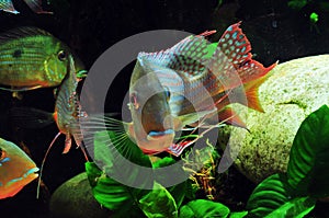 Amazon tropical fish photo