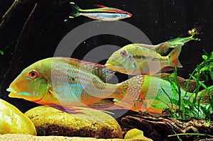 Amazon tropical fish photo