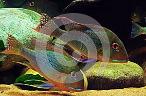 Amazon tropical fish photo