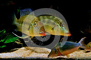 Amazon tropical fish photo