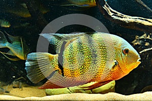 Amazon tropical fish photo