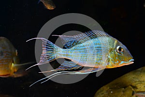 Amazon tropical fish photo