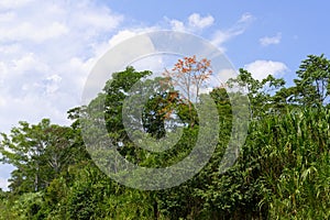 Amazon Tropical Rain Forest, Rio Colorado, Peruvian Amazon, Peru photo