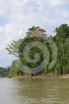 Amazon Tropical Rain Forest, Rio Colorado, Peruvian Amazon, Peru photo