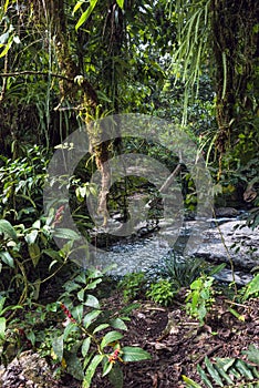 Amazon tropical rainforest in Ecuador photo