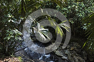 Amazon tropical rainforest in Ecuador photo