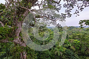 Amazon. Tropical Rainforest. Jungle Landscape. Amazon Yasuni National Park, Ecuador. South America