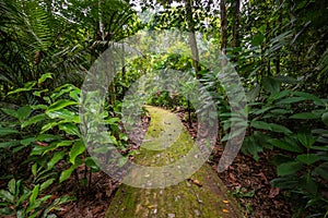 Amazon. Tropical Rainforest. Jungle Landscape. Amazon Yasuni National Park, Ecuador. South America