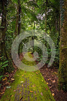 Amazon. Tropical Rainforest. Jungle Landscape. Amazon Yasuni National Park, Ecuador. South America