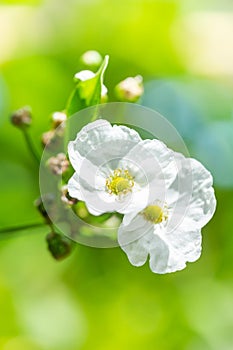 Amazon water flower Is a small flower With white petals And with yellow stamens Is a water plant from Mexico In the garden as a