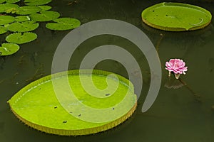 Amazon Water Lily Flower, Victoria amazonica, Water Plants