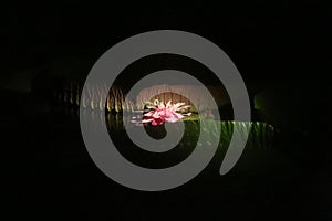 Amazon waterlily (Victoria cruziana) in a dark pond lit by a spotlight.