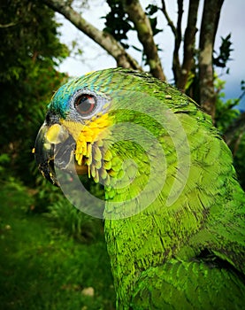 Amazona aestiva, a parrot with green body, yellow cheeks and blue forehead