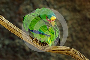 Amazona albifrons, Green parrot White-fronted Amazon, colorful bird from Mexico. Bird cleaning plumage feather on the tree branch