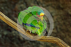 Amazona albifrons, Green parrot White-fronted Amazon, colorful bird from Mexico. Bird cleaning plumage feather on the tree branch photo