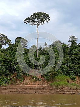 Amazonas tree