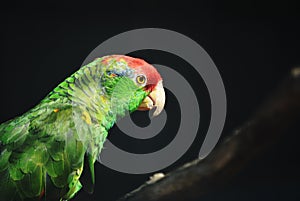 amazone parrot