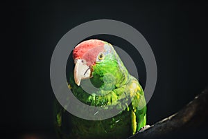 amazone parrot