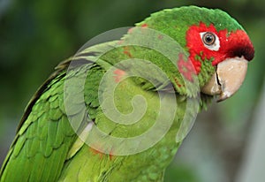 An Amazone Parrot in Bolivia