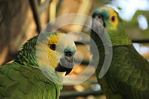 An Amazone Parrot in Bolivia