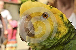 Amazone parrot