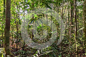 Amazonia jungle, Cuyabeno National Park, Ecuador