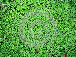 Amazonia Jungle Ground