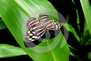 The amazonian butterfly