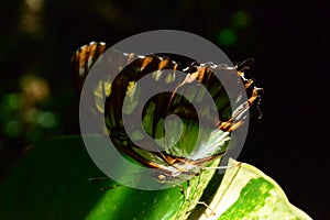 Amazonian butterfly