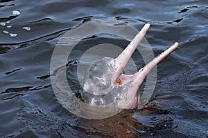 AMAZONIAN DOLPHIN (boto)