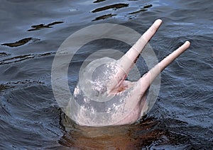 AMAZONIAN DOLPHIN (boto)