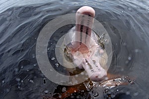 AMAZONIAN DOLPHIN (boto)