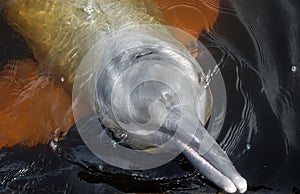 AMAZONIAN DOLPHIN (boto)