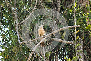 Amazonian eagle standing over the amazon basin in Leticia, Colombia