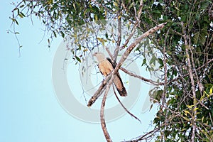 Amazonian eagle standing over the amazon basin in Leticia, Colombia