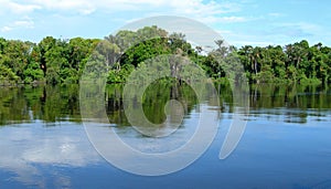 Amazónico Bosque en brasil 