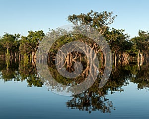 Amazonian forest mirroring photo