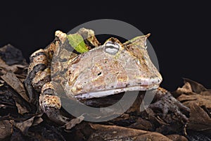 Amazonian horned frog (Ceratophrys cornuta) photo