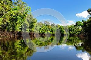 The Amazonian jungle