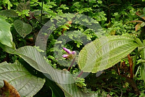 Amazonian jungle flowers