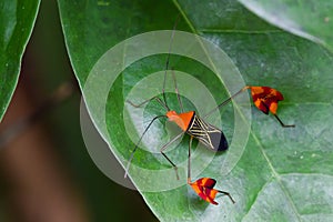 Amazonian Leaf-footed Bug