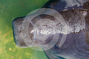 Amazonian manatee photo