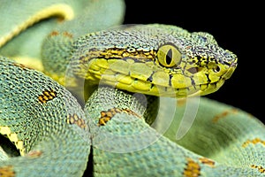 Amazonian palmviper, Bothrops bilineatus bilineatus